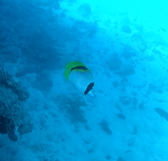 Chaetodon lineolatus