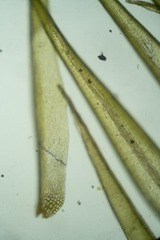 Dicranum groenlandicum