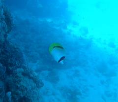 Chaetodon lineolatus