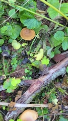 Cortinarius aurantiobasis