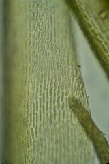 Dicranum groenlandicum