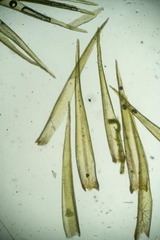 Dicranum groenlandicum