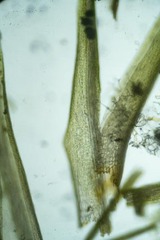 Dicranum fragilifolium