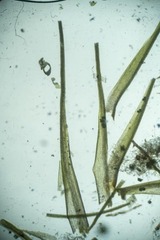 Dicranum fragilifolium