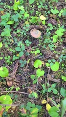Cortinarius aurantiobasis