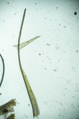 Dicranum fragilifolium