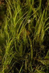 Dicranum fragilifolium