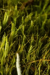 Dicranum fragilifolium