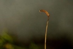 Dicranum fragilifolium