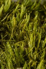 Dicranum fragilifolium