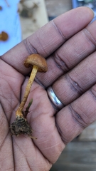 Cortinarius aurantiobasis