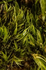 Dicranum groenlandicum