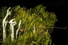 Dicranum fragilifolium