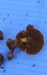 Cortinarius aurantiobasis