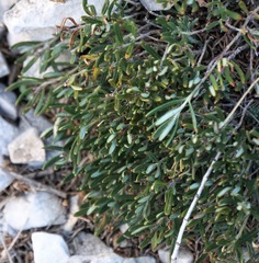 Teucrium montanum