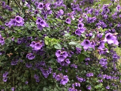 Prostanthera melissifolia