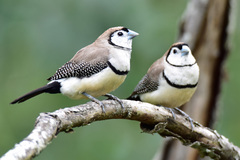 Stizoptera bichenovii