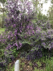 Prostanthera melissifolia
