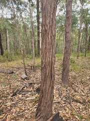 Eucalyptus acmenoides