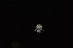 Acanthepeira stellata