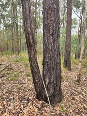 Eucalyptus fibrosa