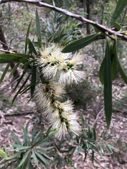 Melaleuca salicina