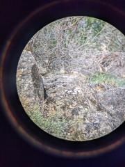 Salpinctes obsoletus