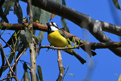 Falcunculus frontatus