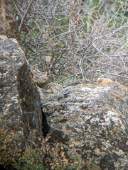 Salpinctes obsoletus