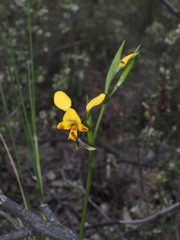 Diuris nigromontana
