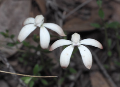 Caladenia ustulata