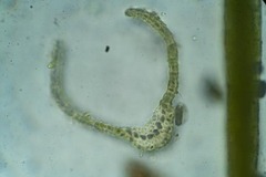 Dicranum fragilifolium