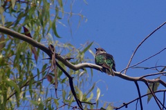 Chrysococcyx lucidus
