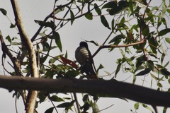 Chrysococcyx lucidus