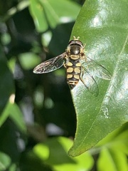 Simosyrphus grandicornis