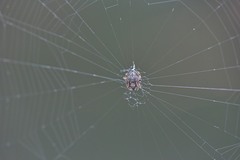 Eriovixia