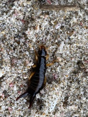 Anisolabis littorea