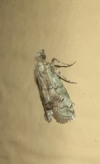 Cacotherapia flexilinealis