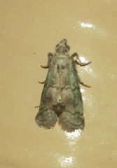 Cacotherapia flexilinealis