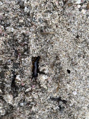 Anisolabis littorea