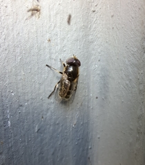 Eristalinus aeneus