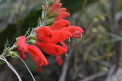 Lamourouxia multifida