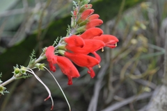 Lamourouxia multifida