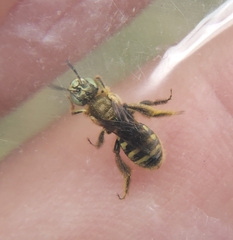 Cockerellia