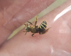 Cockerellia