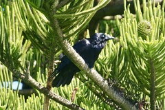 Corvus mellori