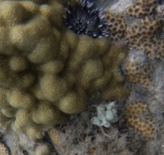 Euechinoidea