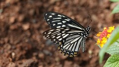 Papilio clytia