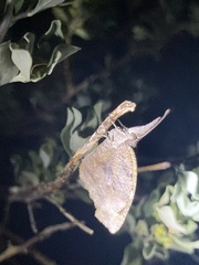 Libytheana carinenta