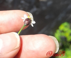 Tridax coronopifolia
